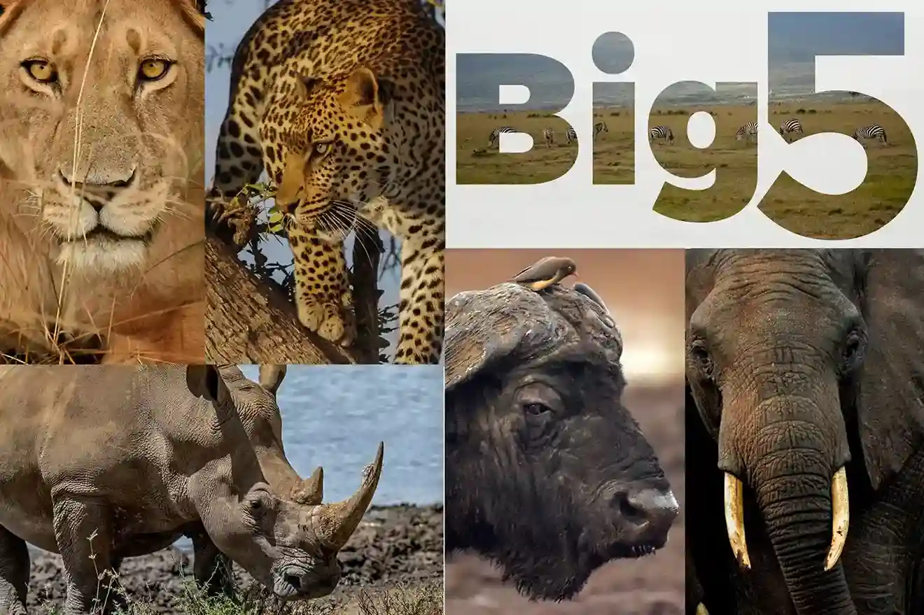 Big Five Safari Tanzania: Where to See All Five Species