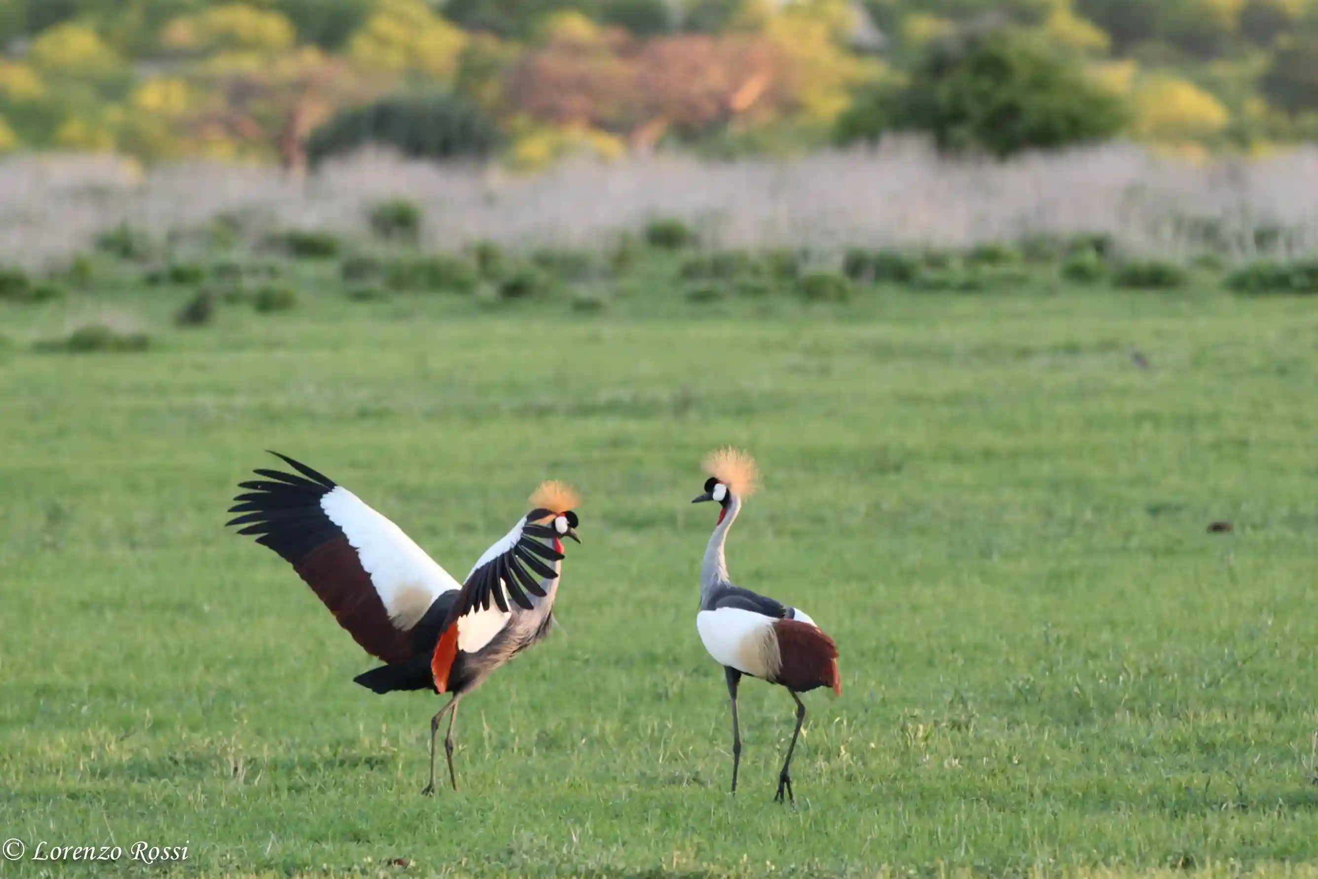 Tanzania Birdwatching: 1,100 Species Across the Northern Circuit