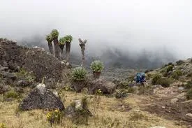 Machame Route rainforest