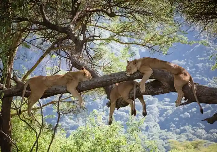 Lake Manyara National Park: Tree-Climbing Lions and Flamingos