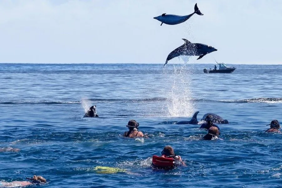Dolphin swimming at Mnemba Atoll