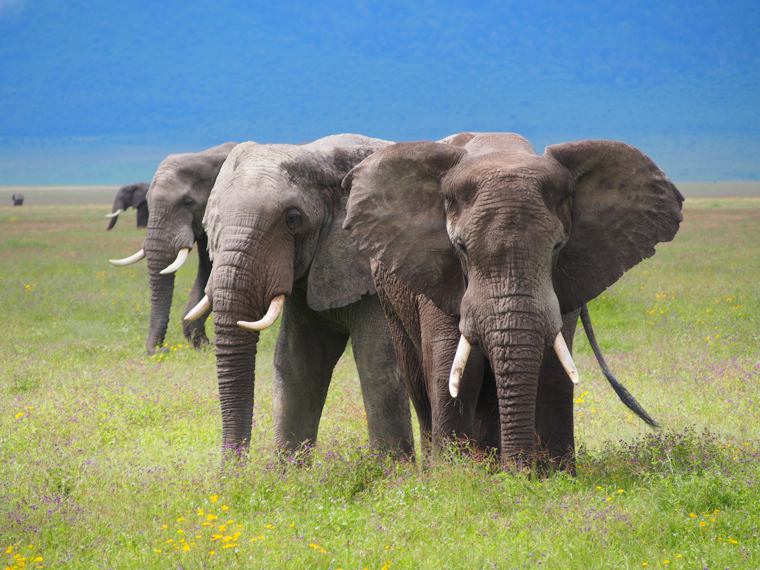 Ngorongoro Crater Guide