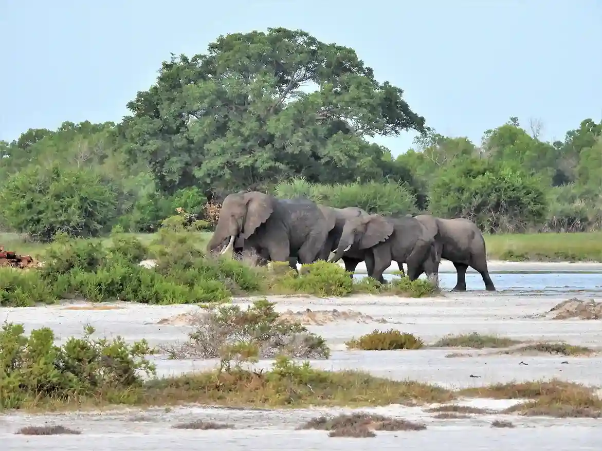 African Elephant Safari Tanzania: Where and When to See Them