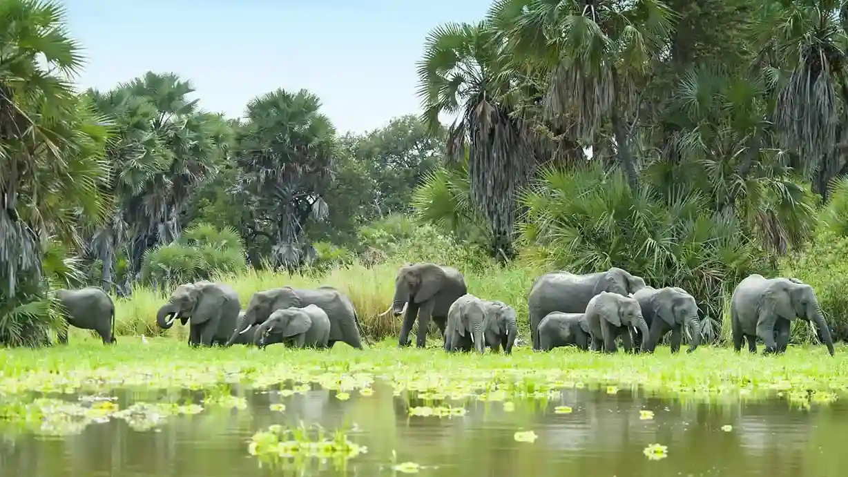 African Elephant Safari Tanzania: Where and When to See Them