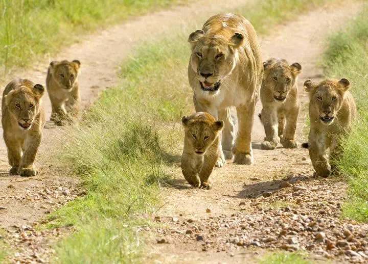Lion family in Serengeti National Park
