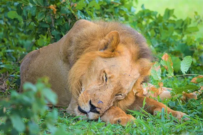 Tanzania Safari Cost 2026: What You Will Actually Pay