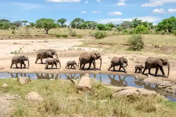 Tarangire National Park Guide: Elephants, Baobabs, and Wildlife