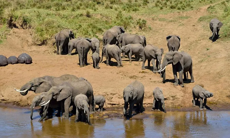 Elephants in Tarangire National Park