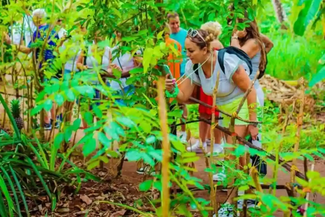Cloves on Zanzibar spice plantation
