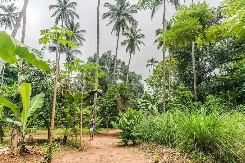 Zanzibar spice plantation